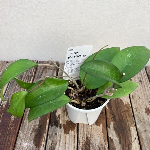 ホヤ5種類セット＊カリストフィラAH-003＊Aff vitellina＊マチルダ