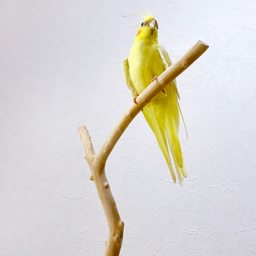 流木止まり木】高さ約95cm！鳥 インコ 高さのあるスマートな