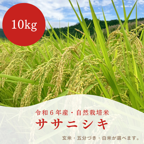 ササニシキ玄米10kg（なりさわ生命食産-宮城県産）無農薬・無