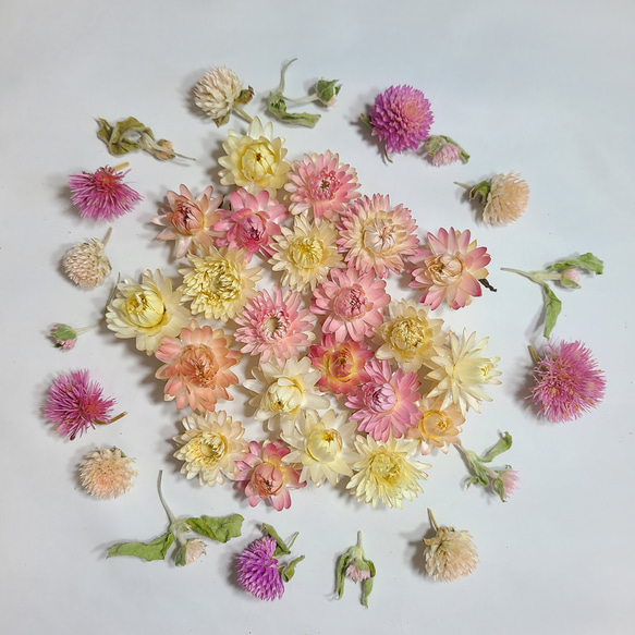 ドライフラワー花材セット。:°ஐ..♡*ヘリクリサム♡♡ 楽天市場】【千日紅 スターチス ヘリクリサム HBスターチス】 ドライ