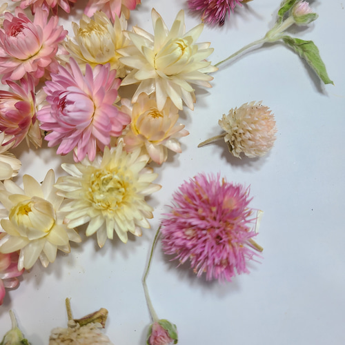 貝細工 ドライフラワー 素材 花材 ヘリクリサム 花材詰め合わせ ドライ