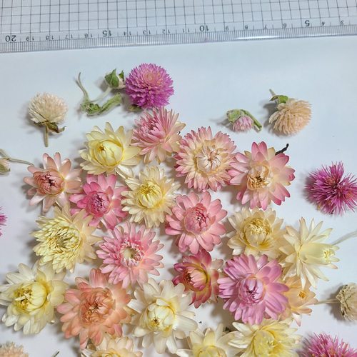 貝細工 ドライフラワー 素材 花材 ヘリクリサム 花材詰め合わせ ドライ