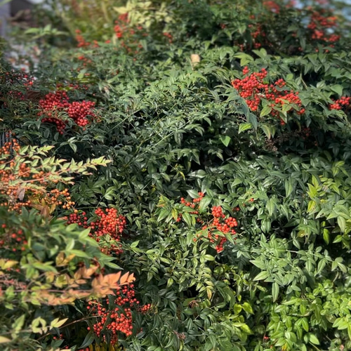 受注制作　宅急便　フレッシュ南天のしめ縄　節分に向けてリースに変更可能 33391d5d96f4dc8523420e80344cce