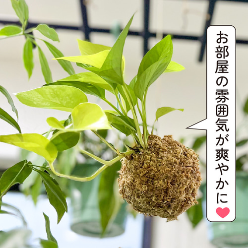 観葉植物 ポトス ライム 苔玉 観葉植物 鮮やかな ライムグリーン 