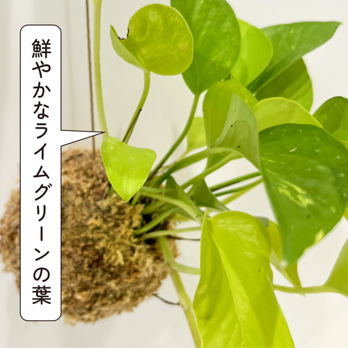 観葉植物 ポトス ライム 苔玉 観葉植物 鮮やかな ライムグリーン 