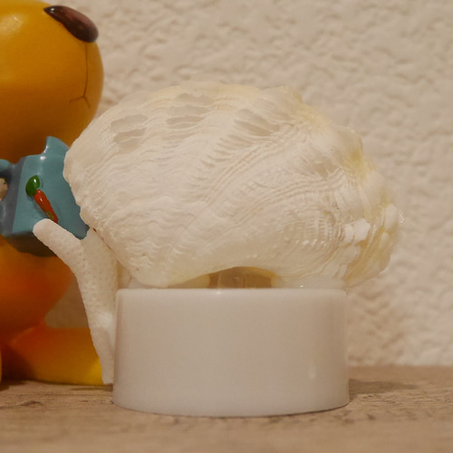 宮古島産 シャコ貝&サンゴ(5本)で製作したランプ ミニミニサイズ LED