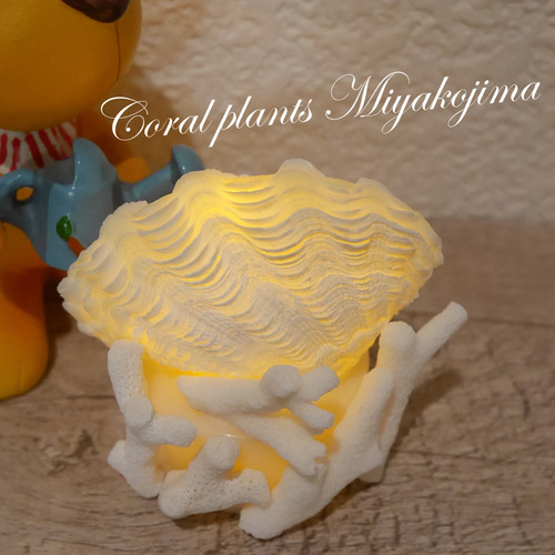 宮古島産 シャコ貝&サンゴ(5本)で製作したランプ ミニミニサイズ LED
