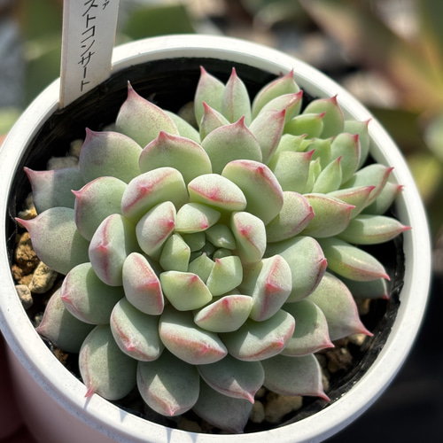 多肉植物 多肉植物 不死鳥錦 : 花とグリーンギフト三本松フラワー - 通販