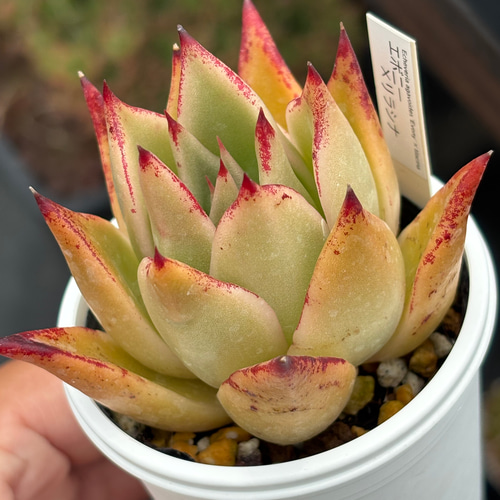 レア品種！☆エボニー×リラシナ 多肉植物 自家繁殖 国産 多肉植物 美