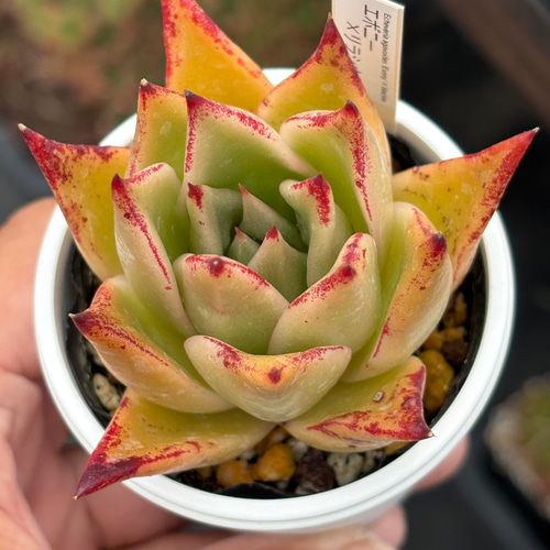 レア品種！☆エボニー×リラシナ 多肉植物 自家繁殖 国産 多肉植物 美