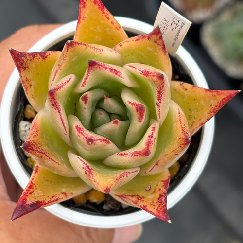 レア品種！☆エボニー×リラシナ 多肉植物 自家繁殖 国産 多肉植物 美