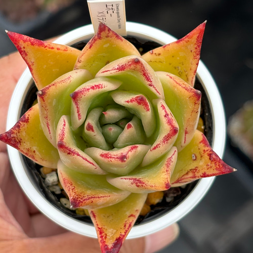 レア品種！☆エボニー×リラシナ 多肉植物 自家繁殖 国産 多肉植物 美