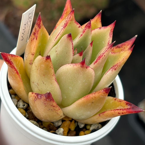 レア品種！☆エボニー×リラシナ 多肉植物 自家繁殖 国産 多肉植物 美