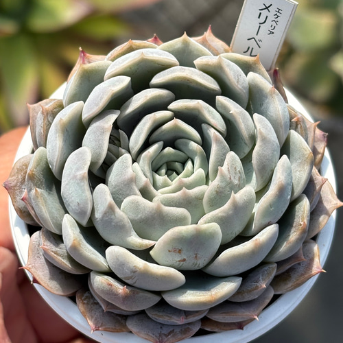 人気品種！☆メリーベル 多肉植物 自家繁殖 国産 多肉植物 美 