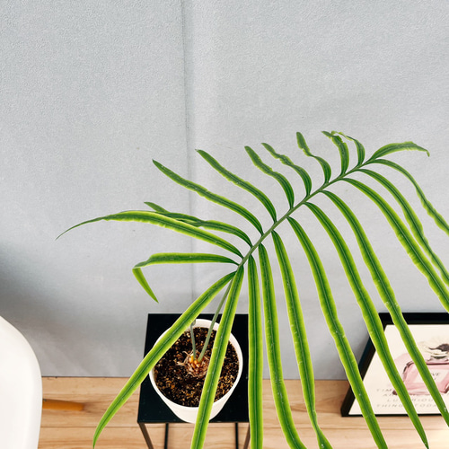 現品］【希少】4番 サイカス クリビコーラ ルテア 実生 蘇轍 観葉植物