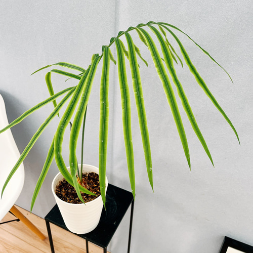 ［現品］【希少】4番　サイカス　クリビコーラ　ルテア　実生　蘇轍　観葉植物　レア 現品］【希少】4番 サイカス クリビコーラ ルテア 実生 蘇轍 観葉植物