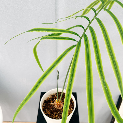 ［現品］【希少】4番　サイカス　クリビコーラ　ルテア　実生　蘇轍　観葉植物　レア 現品］【希少】4番 サイカス クリビコーラ ルテア 実生 蘇轍 観葉植物