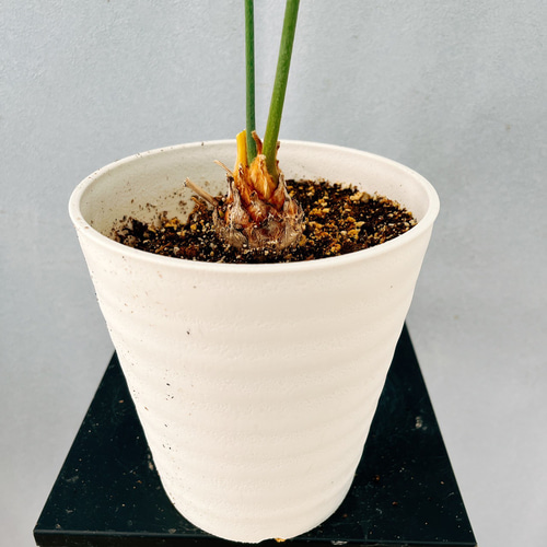 現品］【希少】4番 サイカス クリビコーラ ルテア 実生 蘇轍 観葉植物