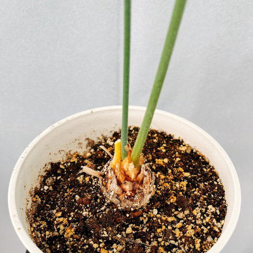 現品］【希少】4番 サイカス クリビコーラ ルテア 実生 蘇轍 観葉植物