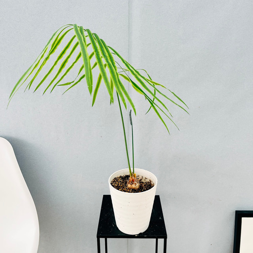 ［現品］【希少】4番　サイカス　クリビコーラ　ルテア　実生　蘇轍　観葉植物　レア 現品］【希少】4番 サイカス クリビコーラ ルテア 実生 蘇轍 観葉植物