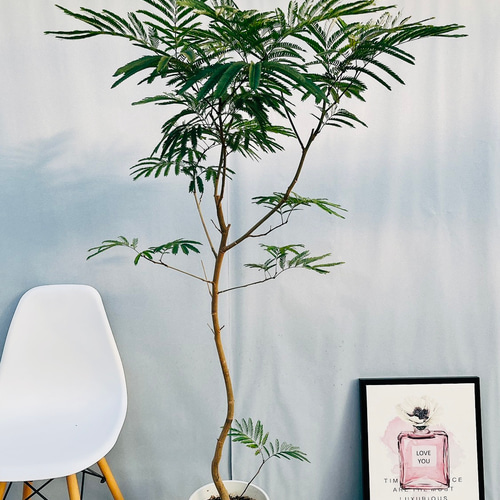 ［現品］63番　エバーフレッシュ　曲がり　8号　観葉植物　室内　大型　人気 現品］9番 エバーフレッシュ 曲がり 8号 観葉植物 室内 大型