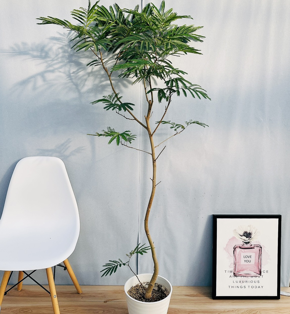 ［現品］63番　エバーフレッシュ　曲がり　8号　観葉植物　室内　大型　人気 現品］A エバーフレッシュ 曲がり 8号 観葉植物 室内 大型