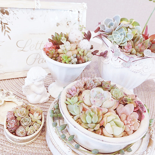 ✾ 多肉植物 つぶつぶ寄せ植え12種類set!【レッドベリー錦や虹の玉