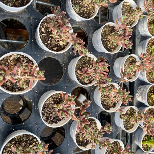 新入荷　超レア　多肉植物　ドロサンテマ 超キラキラ ダイヤモンド黄錦　抜き苗１株 新入荷 超レア 多肉植物 ドロサンテマ 超キラキラ ダイヤモンド