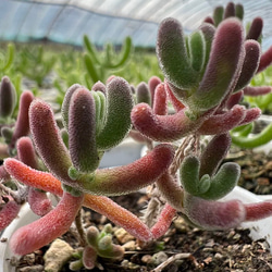 コノフィツム デプレッサム depressum 親株 コノフィツム デプレッサム ペルデュランス Conophytum