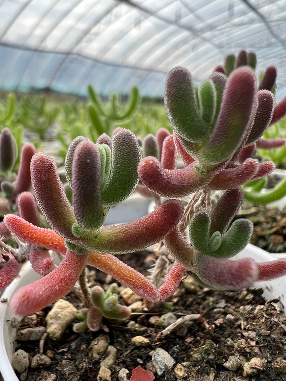 新入荷 多肉植物 ドロサンテマ キラキラ ダイヤモンド錦 抜き苗 1株