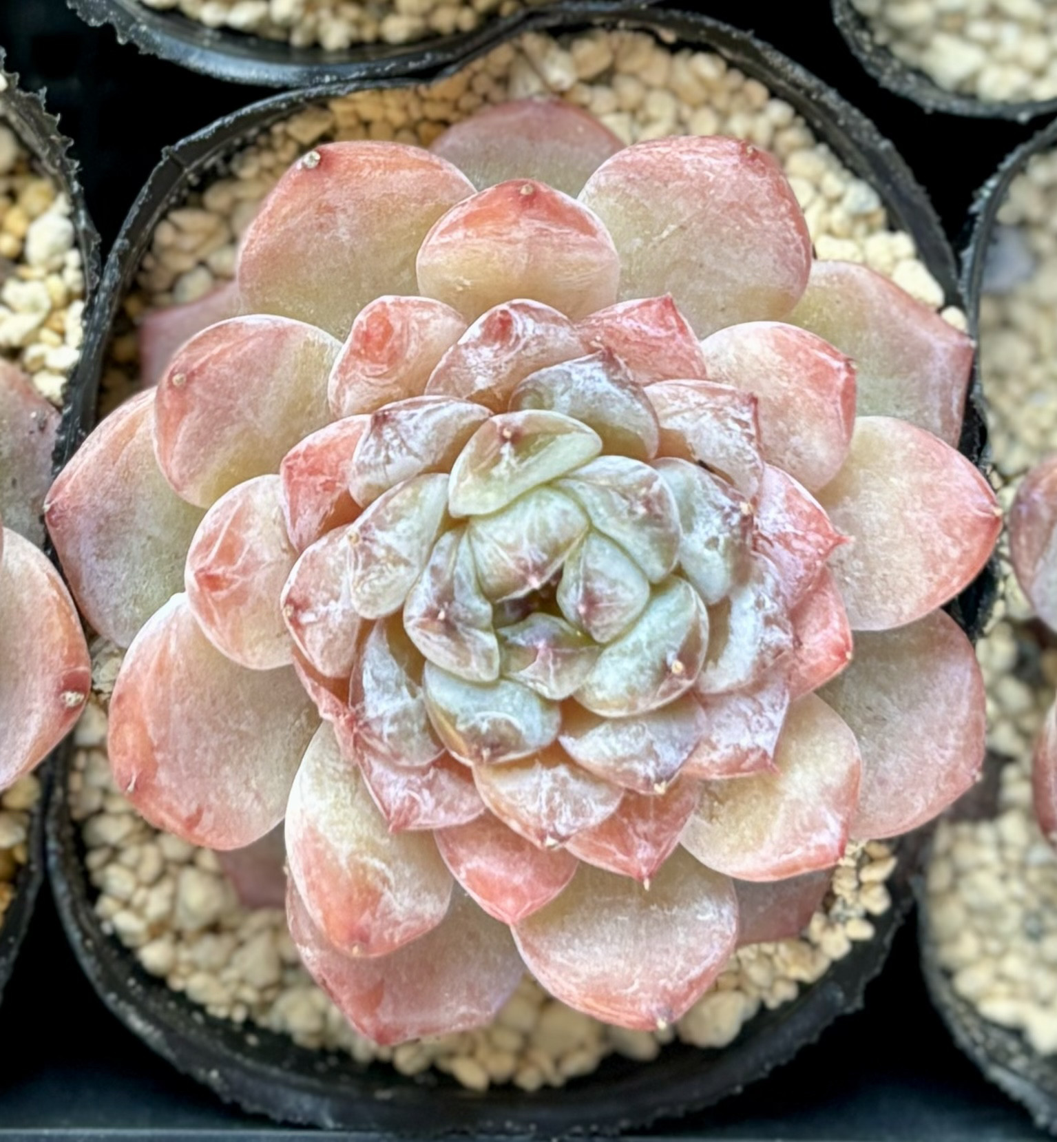 【新作！】エケべリア　韓国苗　レインハート（バンプ苗）　多肉植物