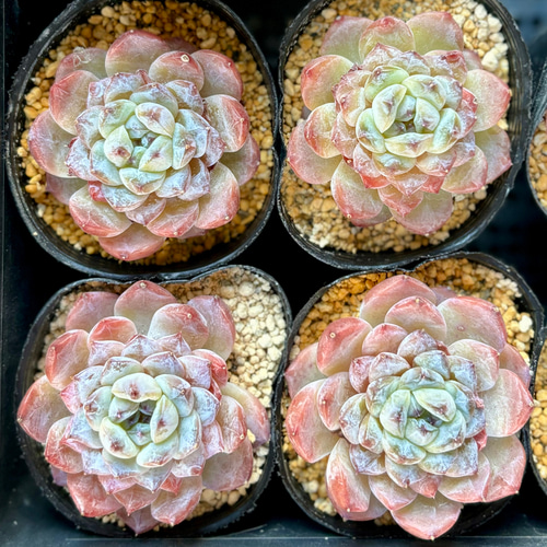 SALE】シュガーハート エケベリア 韓国苗 多肉植物 多肉植物