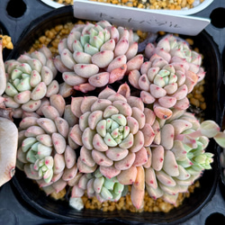 3bc7fd9674429fd6701c2293bc21ef