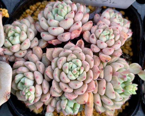 SALE】キュートバブル 大株群生 エケベリア 韓国苗 多肉植物