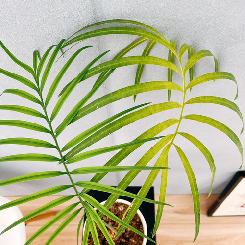 ［現品］【希少】4番　サイカス　クリビコーラ　ルテア　実生　蘇轍　観葉植物　レア 現品］【希少】1番 サイカス クリビコーラ ルテア 実生 蘇轍