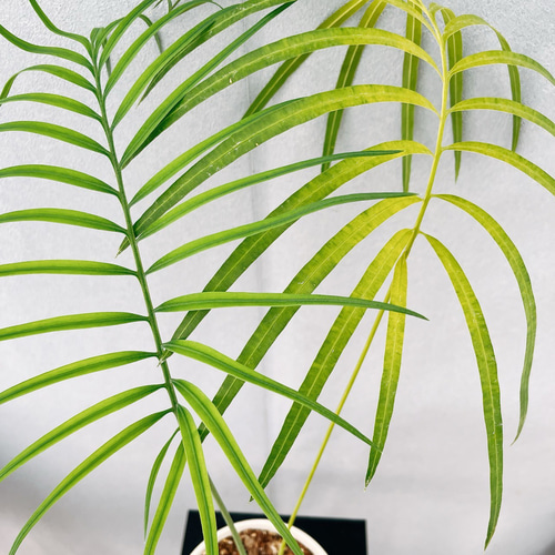 現品］【希少】☆数量限定☆ 2番 サイカス クリビコーラ ルテア