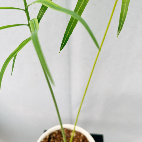 ［現品］【希少】4番　サイカス　クリビコーラ　ルテア　実生　蘇轍　観葉植物　レア 現品］【希少】1番 サイカス クリビコーラ ルテア 実生 蘇轍