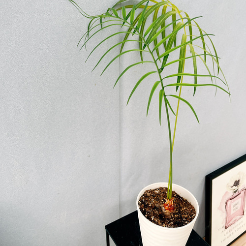 ［現品］【希少】4番　サイカス　クリビコーラ　ルテア　実生　蘇轍　観葉植物　レア 現品］【希少】1番 サイカス クリビコーラ ルテア 実生 蘇轍