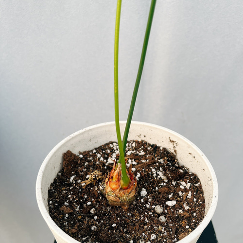 現品］【希少】4番サイカスクリビコーラルテア実生蘇轍レア珍しい