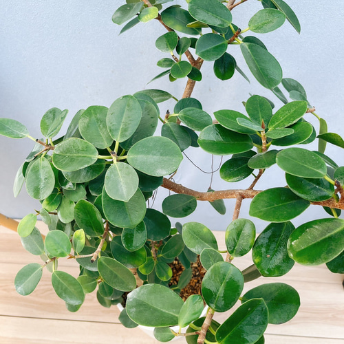 ［現品］【希少】※売約済※14番　パンダガジュマル　7号　観葉植物　室内　レア 現品］【希少】14番 パンダガジュマル 7号 観葉植物 室内 レア