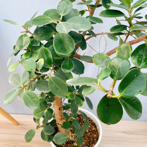 現品　ガジュマル　パンダガジュマル　52番　希少　インテリアグリーン　観葉植物 現品 ガジュマル パンダガジュマル 52番 希少 インテリア