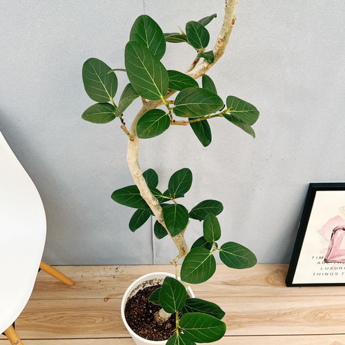 現品］F フィカス ベンガレンシス 曲がり 8号 観葉植物 室内