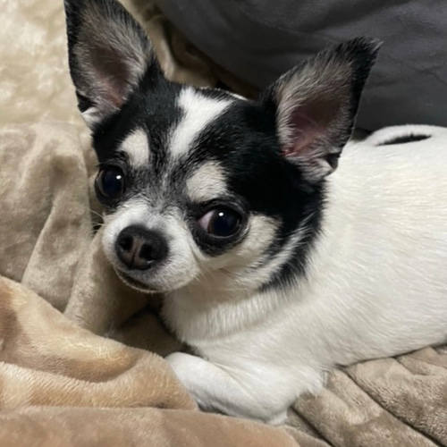 送料＆ギフト無料]直径30センチタフティング で作った「うちの子」の