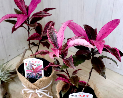 極美斑　プルメリア　斑入り　ジルバーリーフ　ピンクベイン db64d25fcc1fa47c9231e1b3575885