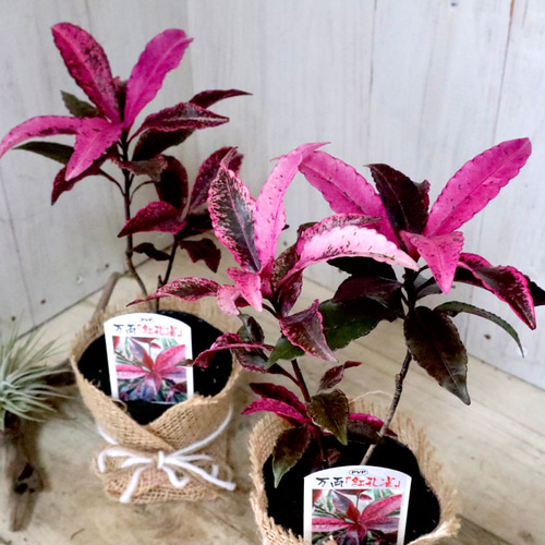 斑入り♡万両♡紅孔雀♡カラーリーフ♡ アートフラワー nico flowers