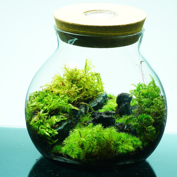 完成品】 LEDライト蓋付 苔テラリウム 和風庭園 テラリウム プレゼント