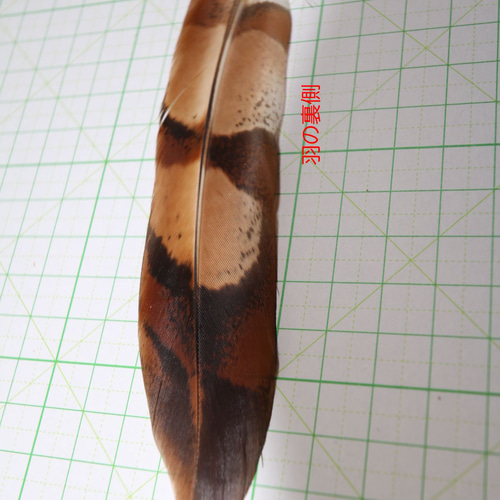 エゾ・ヤマドリの尾羽 五番目 ⑤フライマテリアル・インテリア等