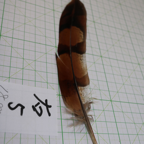 エゾ・ヤマドリの尾羽 五番目 ⑤フライマテリアル・インテリア等