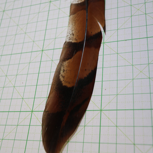 ヤマドリの羽 尾羽、翼左右の3点セット ヤマドリの羽 尾羽、翼左右の3