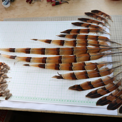 エゾ・ヤマドリの尾羽 五番目 ⑤フライマテリアル・インテリア等